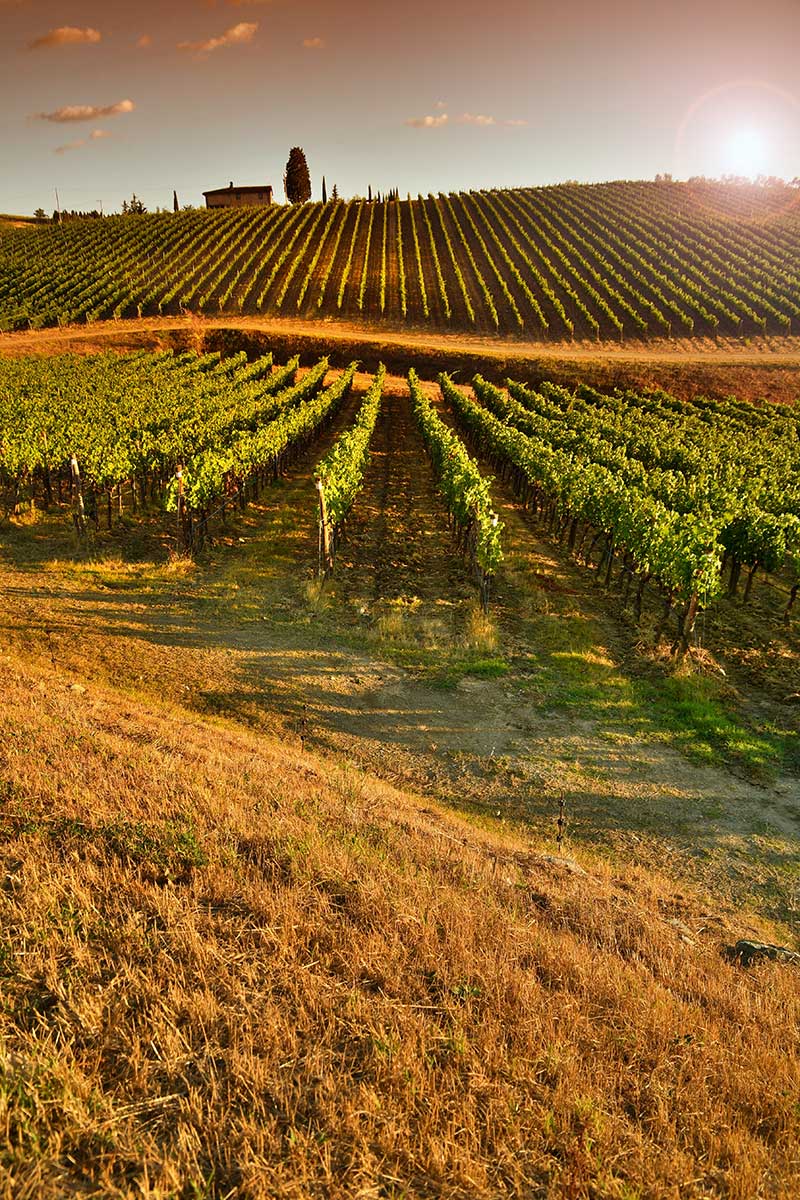 Tuscan-Culinary-Delights-800×1200 Tuscan Culinary Delights