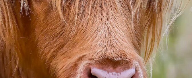 Scotland Highland Coo | Meet Scotland’s Iconic Shaggy Cattle